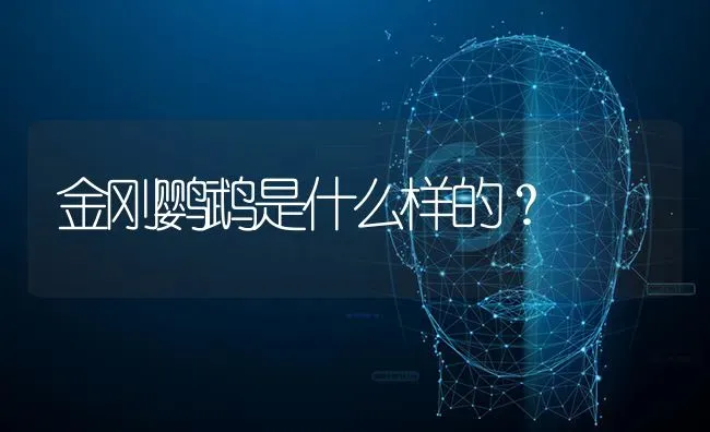 金刚鹦鹉是什么样的？ | 动物养殖问答