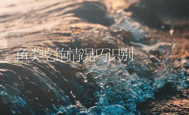 常规渔池套养特种水产品 | 海水养殖技术