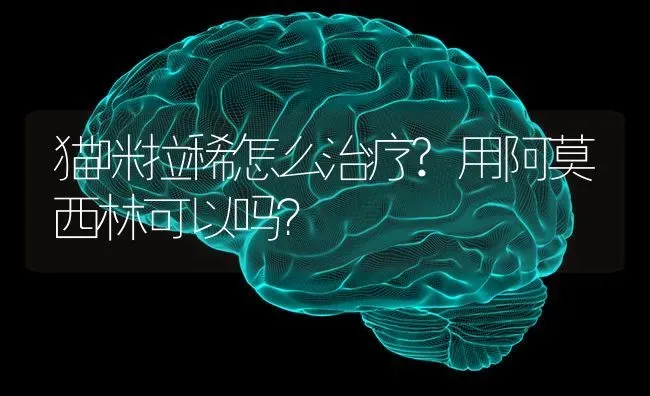 猫咪拉稀怎么治疗?用阿莫西林可以吗？ | 动物养殖问答