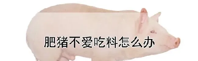 肥猪不爱吃料怎么办