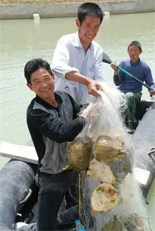 外塘甲鱼投喂,控料是关键