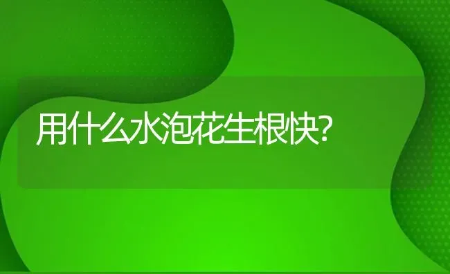 用什么水泡花生根快？ | 鱼类宠物饲养