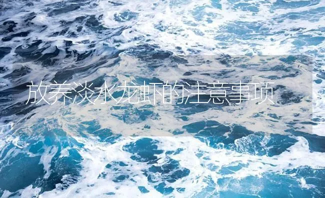 放养淡水龙虾的注意事项 | 海水养殖技术