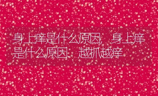 身上痒是什么原因,身上痒是什么原因.越抓越痒 | 宠物百科知识