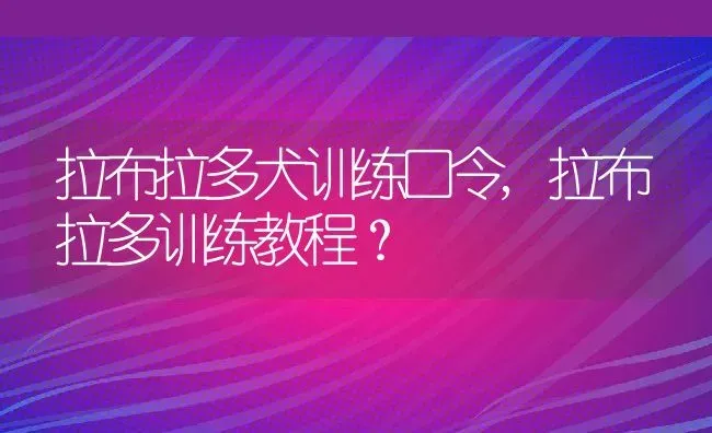 拉布拉多犬训练口令,拉布拉多训练教程？ | 宠物百科知识