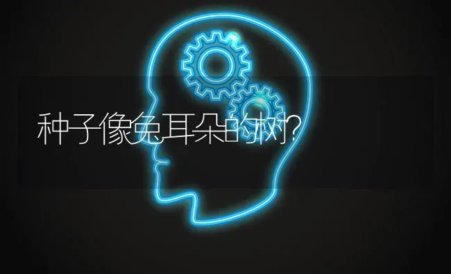 种子像兔耳朵的树？ | 动物养殖问答