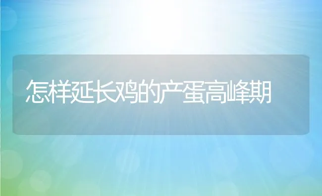 怎样延长鸡的产蛋高峰期 | 动物养殖学堂