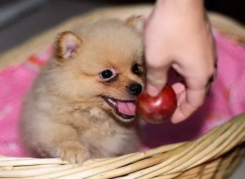 博美犬常见的撒娇方式,公博美比较好动吗？