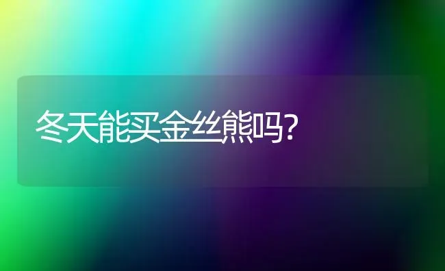 冬天能买金丝熊吗？ | 动物养殖问答