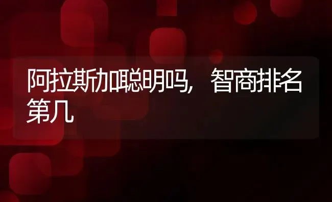 阿拉斯加聪明吗,智商排名第几 | 宠物百科知识