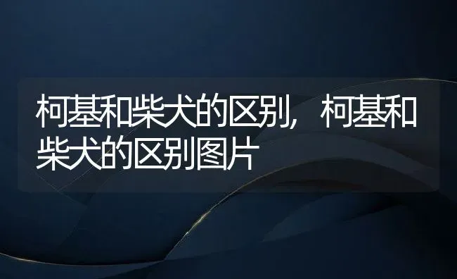 柯基和柴犬的区别,柯基和柴犬的区别图片 | 宠物百科知识