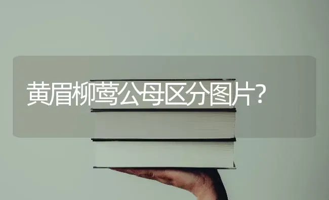 哪些城市禁止养大型犬？ | 动物养殖问答