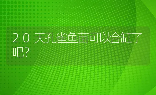 20天孔雀鱼苗可以合缸了吧？ | 鱼类宠物饲养