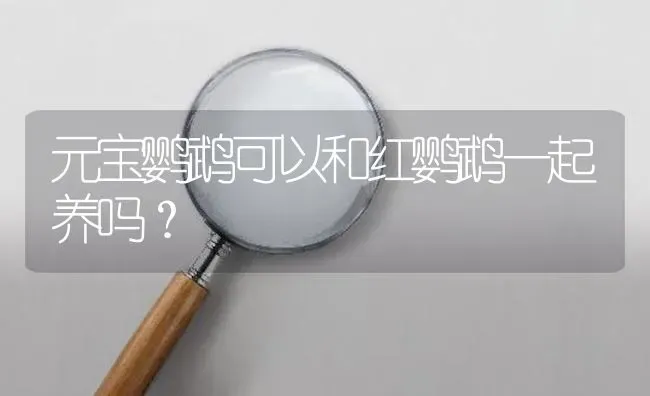 元宝鹦鹉可以和红鹦鹉一起养吗？ | 鱼类宠物饲养