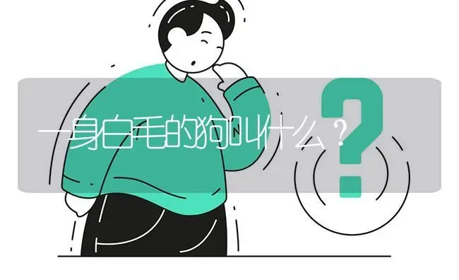 一身白毛的狗叫什么？ | 动物养殖问答