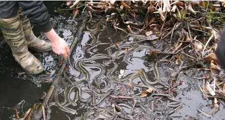 秋季池养黄鳝需要注意的方面