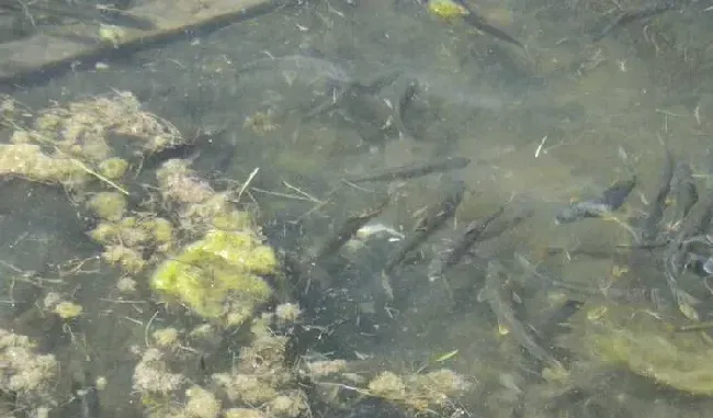 黑鱼养殖亩产破万斤 微生物制剂功劳大