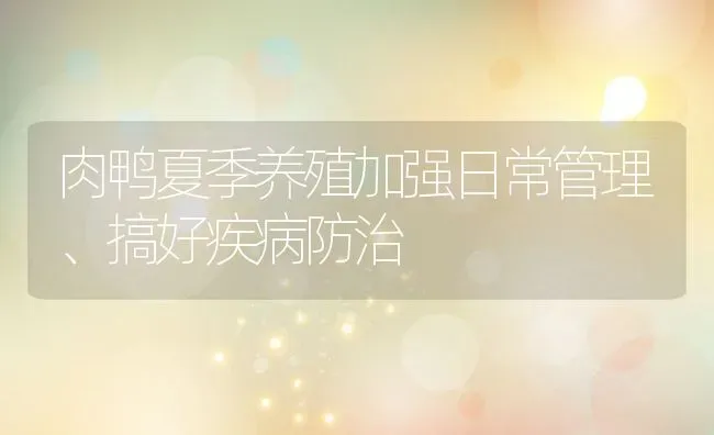 肉鸭夏季养殖加强日常管理、搞好疾病防治 | 动物养殖教程