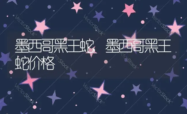 墨西哥黑王蛇,墨西哥黑王蛇价格 | 宠物百科知识