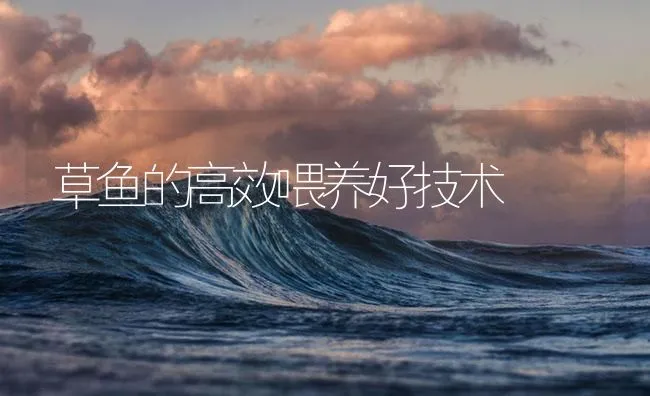 草鱼的高效喂养好技术 | 海水养殖技术