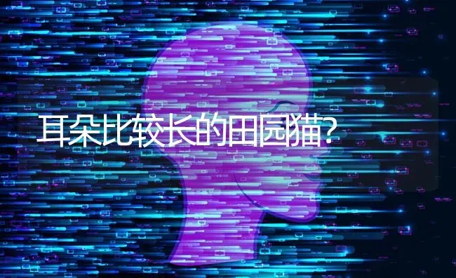 耳朵比较长的田园猫？ | 动物养殖问答