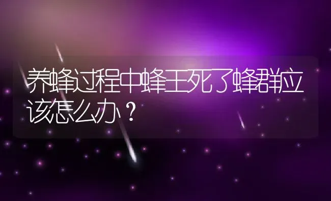 养蜂过程中蜂王死了蜂群应该怎么办？ | 动物养殖百科