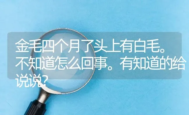 金毛四个月了头上有白毛。不知道怎么回事。有知道的给说说？ | 动物养殖问答