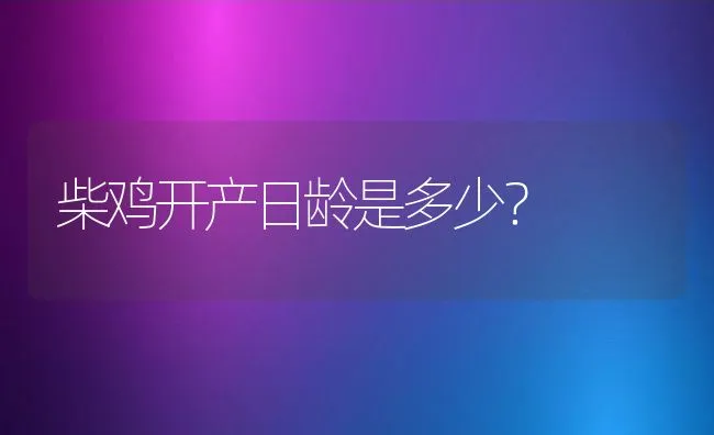 柴鸡开产日龄是多少？ | 动物养殖学堂