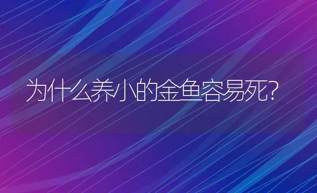 请问孔雀鱼幼苗喂养注意事项，谢谢？ | 鱼类宠物饲养