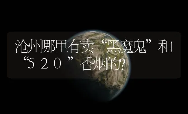 沧州哪里有卖“黑魔鬼”和“520”香烟的？ | 鱼类宠物饲养