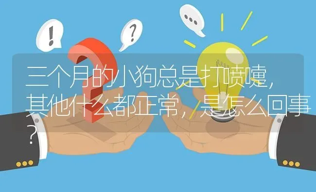 三个月的小狗总是打喷嚏，其他什么都正常，是怎么回事？ | 动物养殖问答