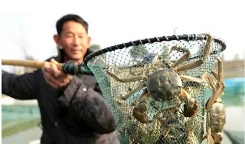 水库养殖大闸蟹的捕捞方法