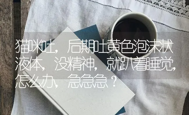 猫咪吐，后期吐黄色泡沫状液体，没精神，就趴着睡觉，怎么办，急急急？ | 动物养殖问答