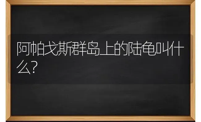 阿帕戈斯群岛上的陆龟叫什么？ | 动物养殖问答