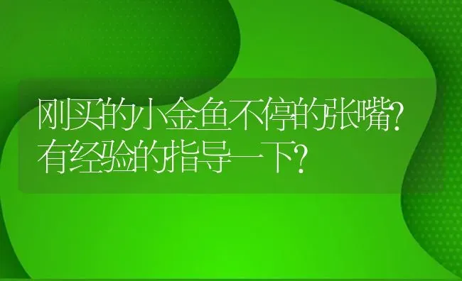 刚买的小金鱼不停的张嘴?有经验的指导一下？ | 鱼类宠物饲养