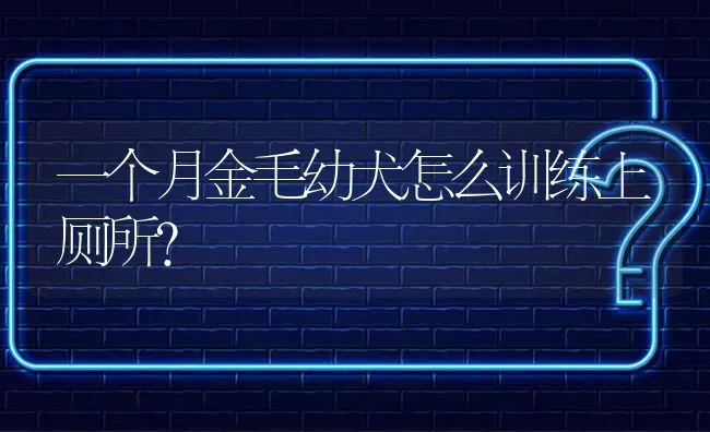 一个月金毛幼犬怎么训练上厕所？ | 动物养殖问答