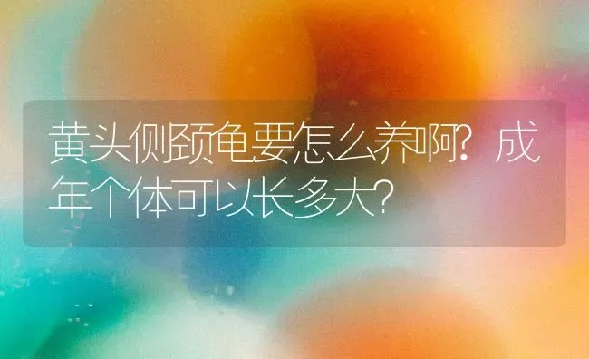 黄头侧颈龟要怎么养啊?成年个体可以长多大？ | 动物养殖问答