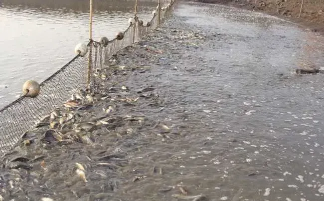 鱼苗池塘的选择与清整