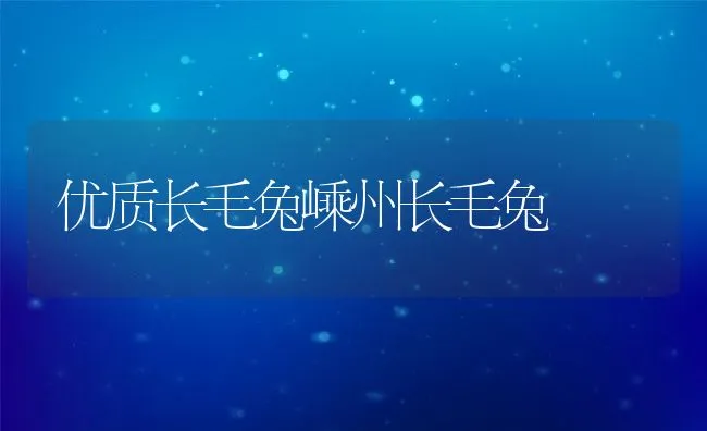 优质长毛兔嵊州长毛兔 | 水产养殖知识