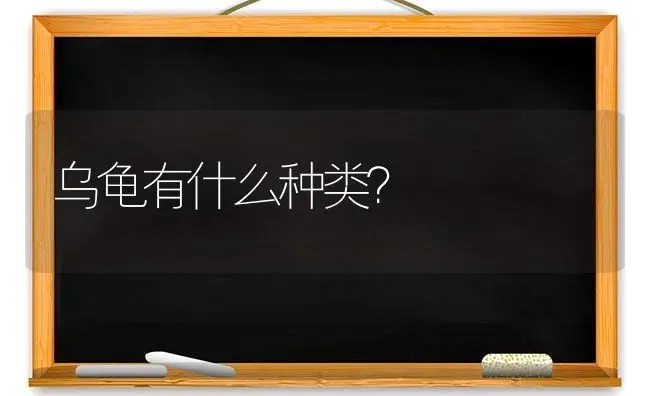 五个月的小母猫肚子有一点大？ | 动物养殖问答