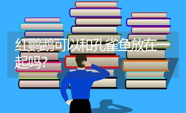 红鹦鹉可以和孔雀鱼放在一起吗？ | 鱼类宠物饲养