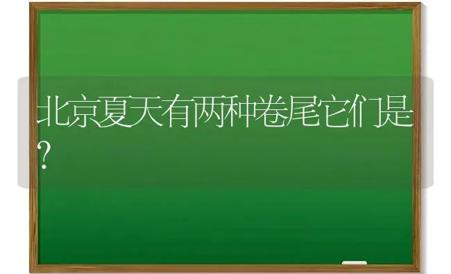 北京夏天有两种卷尾它们是？ | 动物养殖问答