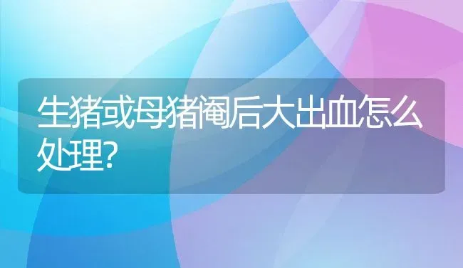 生猪或母猪阉后大出血怎么处理？ | 家畜养殖技术