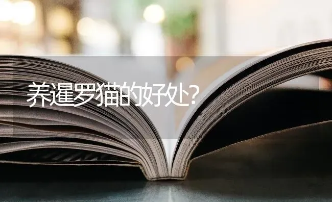 养暹罗猫的好处？ | 动物养殖问答