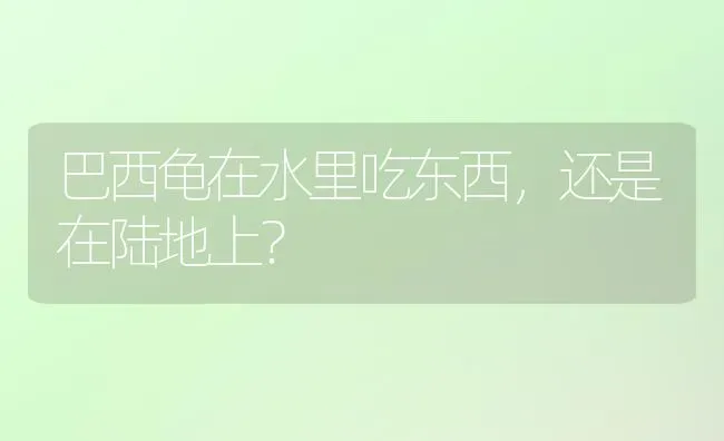 巴西龟在水里吃东西，还是在陆地上？ | 动物养殖问答