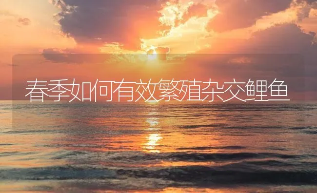 春季如何有效繁殖杂交鲤鱼 | 海水养殖技术