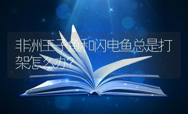 非洲王子鱼和闪电鱼总是打架怎么办？ | 鱼类宠物饲养