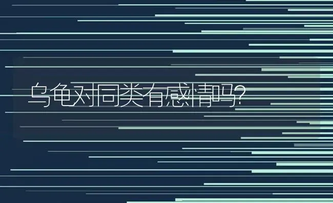 乌龟对同类有感情吗？ | 动物养殖问答