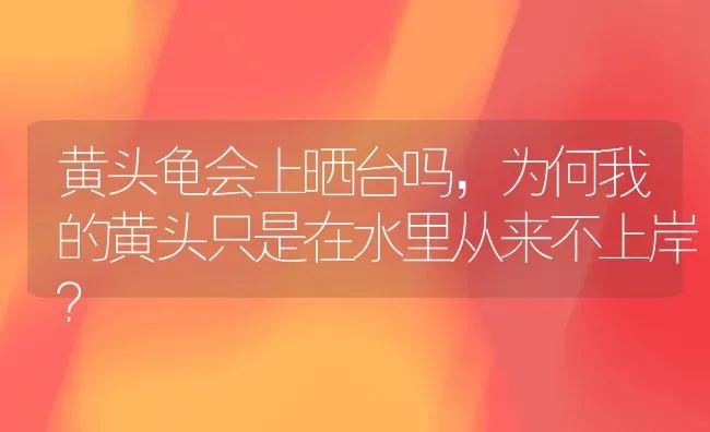 黄头龟会上晒台吗，为何我的黄头只是在水里从来不上岸？ | 动物养殖问答