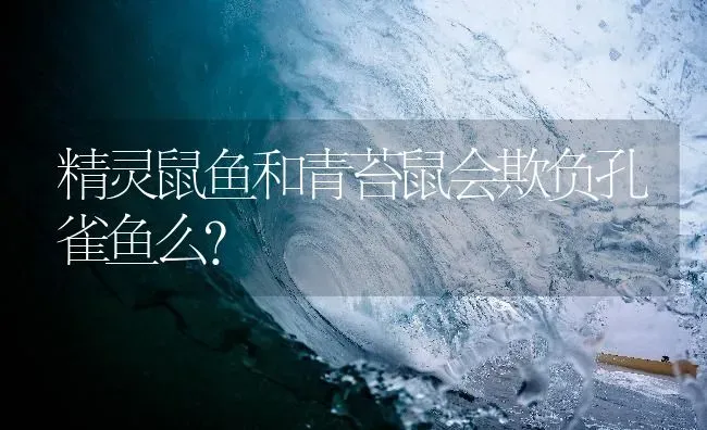 精灵鼠鱼和青苔鼠会欺负孔雀鱼么？ | 鱼类宠物饲养